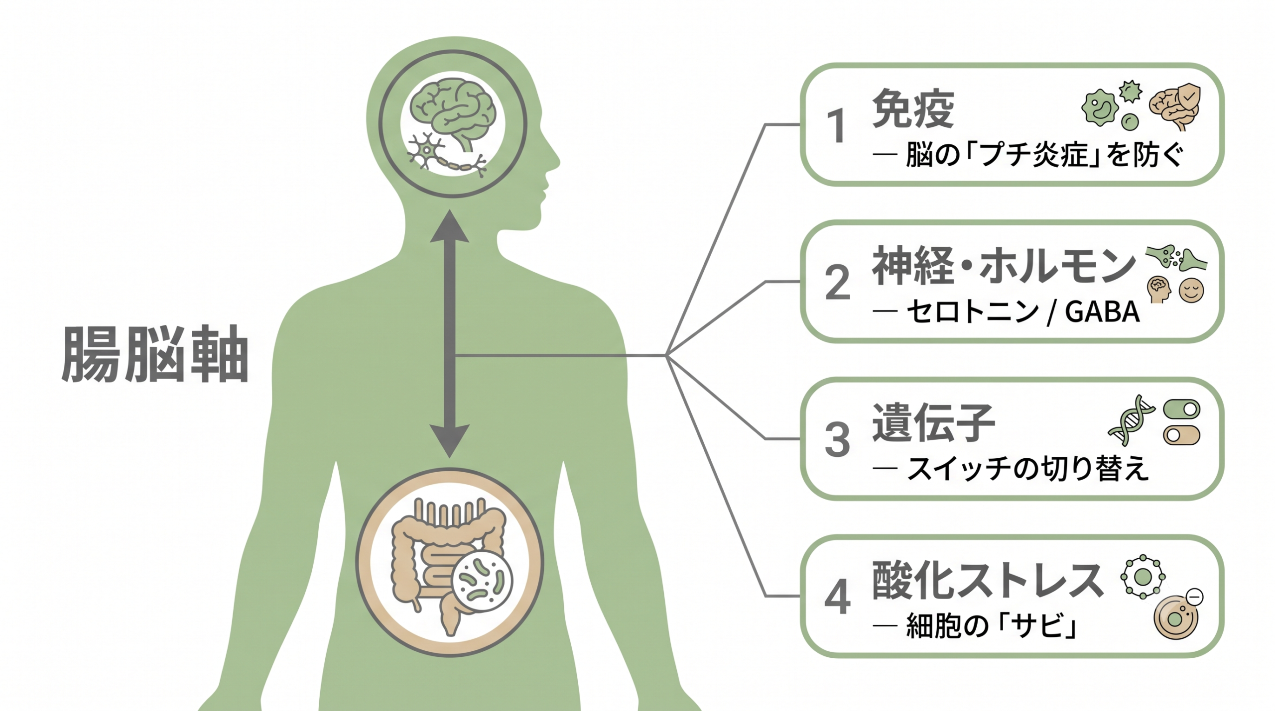 腸脳軸の図解。人体のシルエットの頭部と腹部を双方向の矢印が結び、そこから免疫・神経ホルモン・遺伝子・酸化ストレスという4つの経路が枝分かれしている