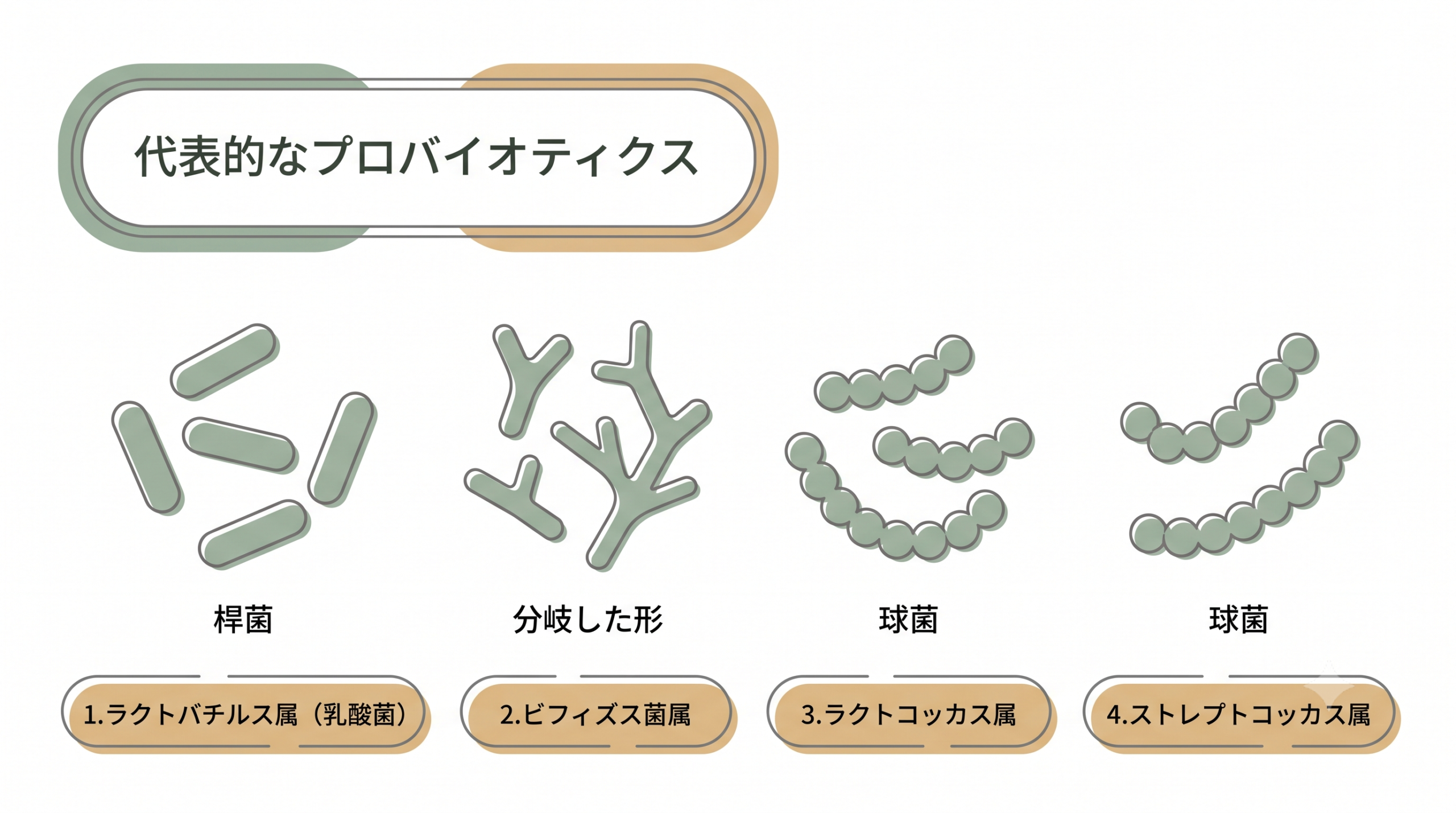 代表的なプロバイオティクスの図解。桿菌のラクトバチルス属、分岐した形のビフィズス菌属、球菌のラクトコッカス属とストレプトコッカス属
