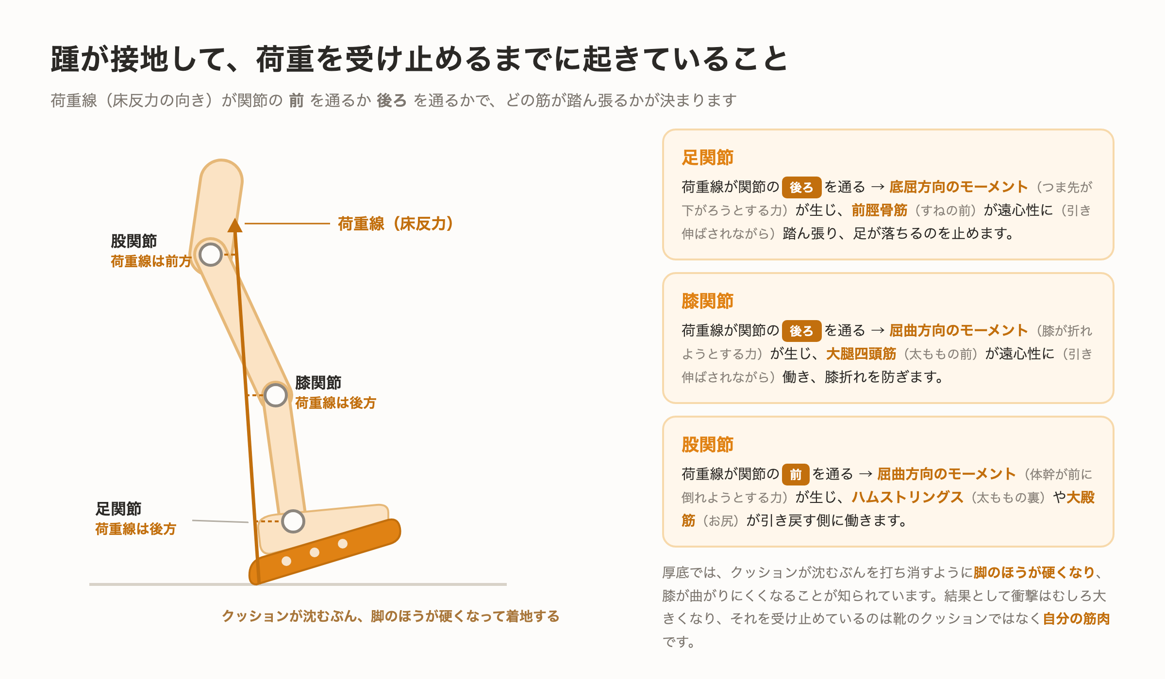 踵接地時に荷重線が足関節・膝関節・股関節のどちら側を通るかを示した図解